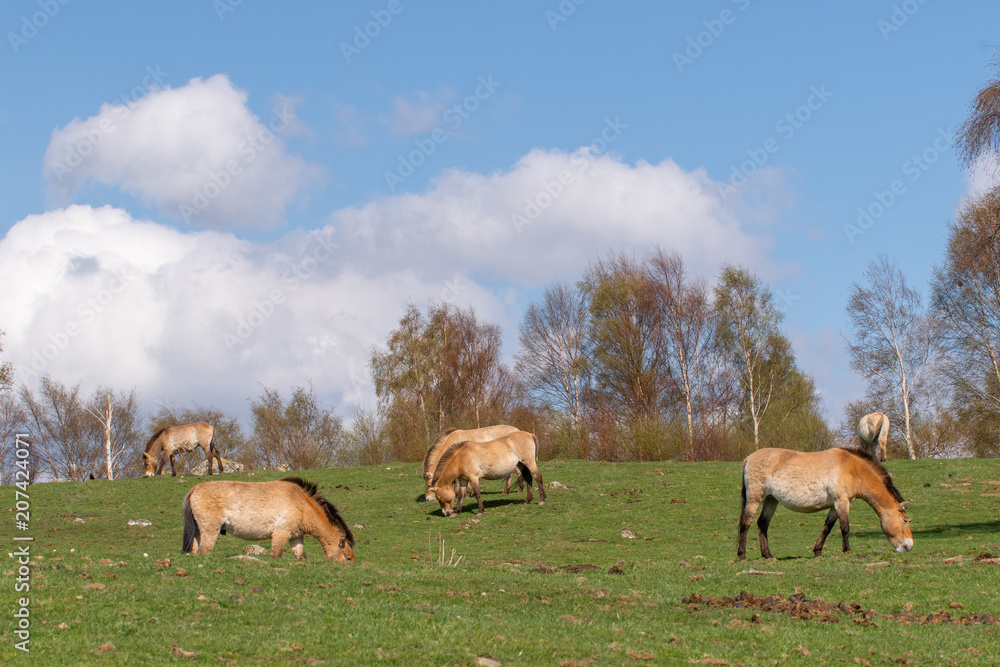 A herd of Przewalski's horse graze on a gentle slope under blue skies