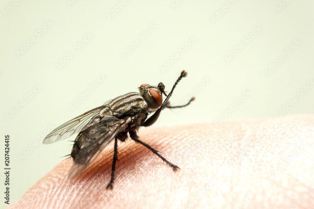 Fly at the foot of the man Fly at the foot of the man