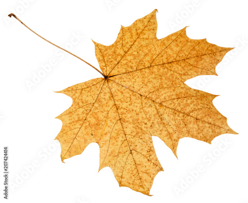 back side of fallen autumn leaf of acer tree