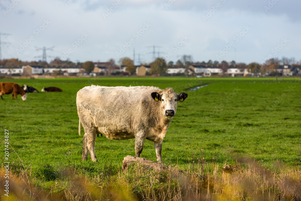 A cow grazing on the Landsmeer grassland near Amsterdam A cow grazing on the Landsmeer grassland near Amsterdam
