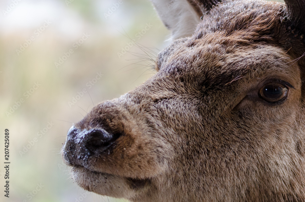 A close up portrait of a red deer in Scotland with water droplets on its head. A close up portrait of a red deer in Scotland with water droplets on its head.