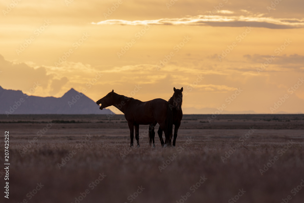 Wild horse Stallions Silhouetted at Sunset Wild horse Stallions Silhouetted at Sunset