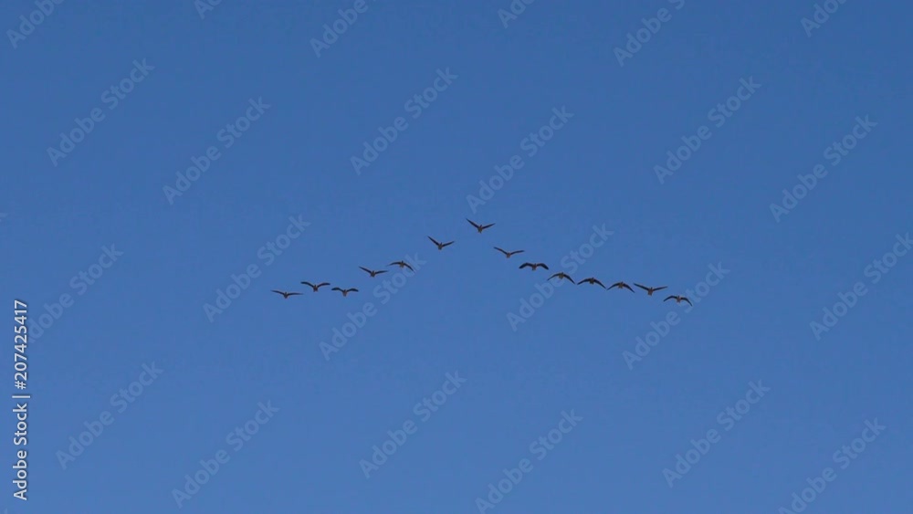 Wild geese are flying angle in the sky. The wedge of wild migratory birds in flight. Wild geese are flying angle in the sky. The wedge of wild migratory birds in flight.