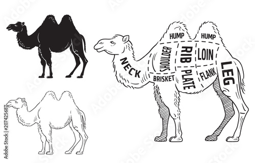 Cut of camel set. Poster Butcher diagram - desert-ship. Vintage typographic hand-drawn. Vector illustration