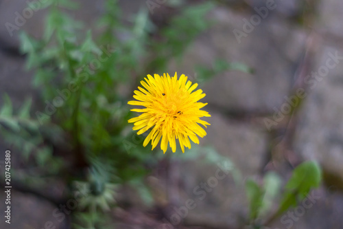 Wallpaper Mural Dandelion close up on the pavement Torontodigital.ca
