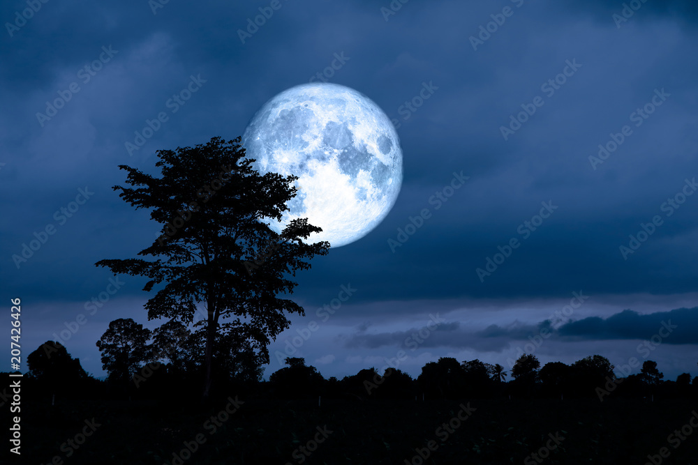 super moon back on silhouette tree in night sky super moon back on silhouette tree in night sky