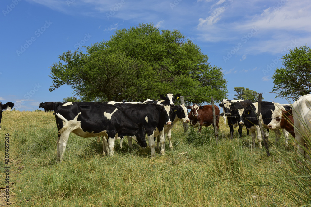 Steers fed on pasture, La Pampa, Argentina Steers fed on pasture, La Pampa, Argentina