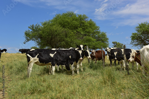 Steers fed on pasture, La Pampa, Argentina