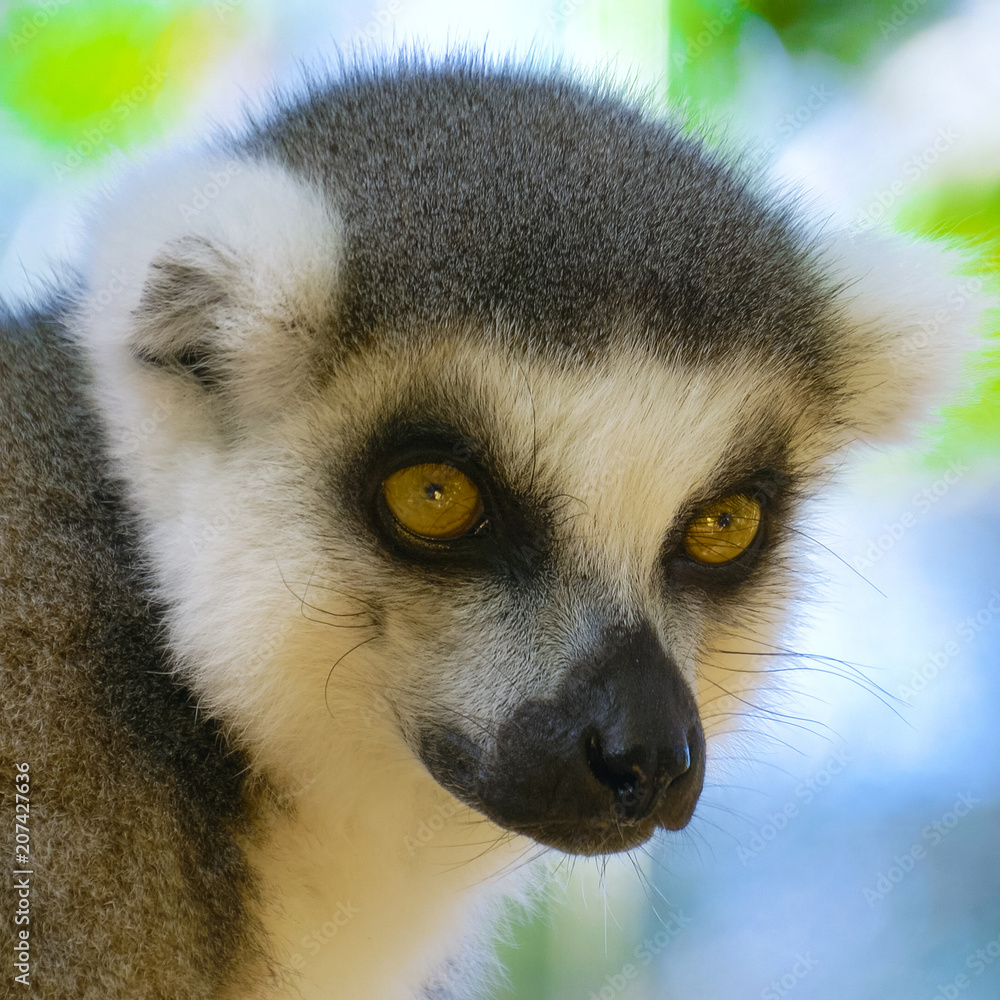 Obraz premium Lemur Close up in Madagascar. Portrait of ring-tailed lemur catta. Lemur catta in the natural habitat.