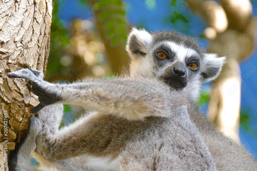 Fototapeta premium Lemur licks his paw. Ring tailed Lemur close up. Lemur catta in the natural habitat.