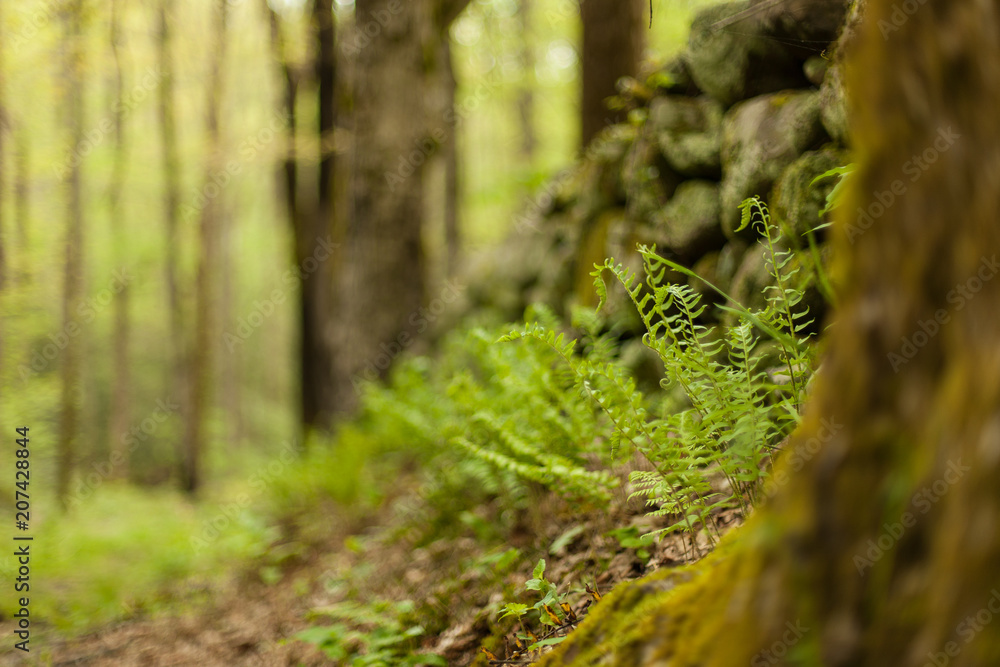 Naklejka premium Ferns next to a stone wall in a forest. Great Smoky Mountains National Park, TN, USA.