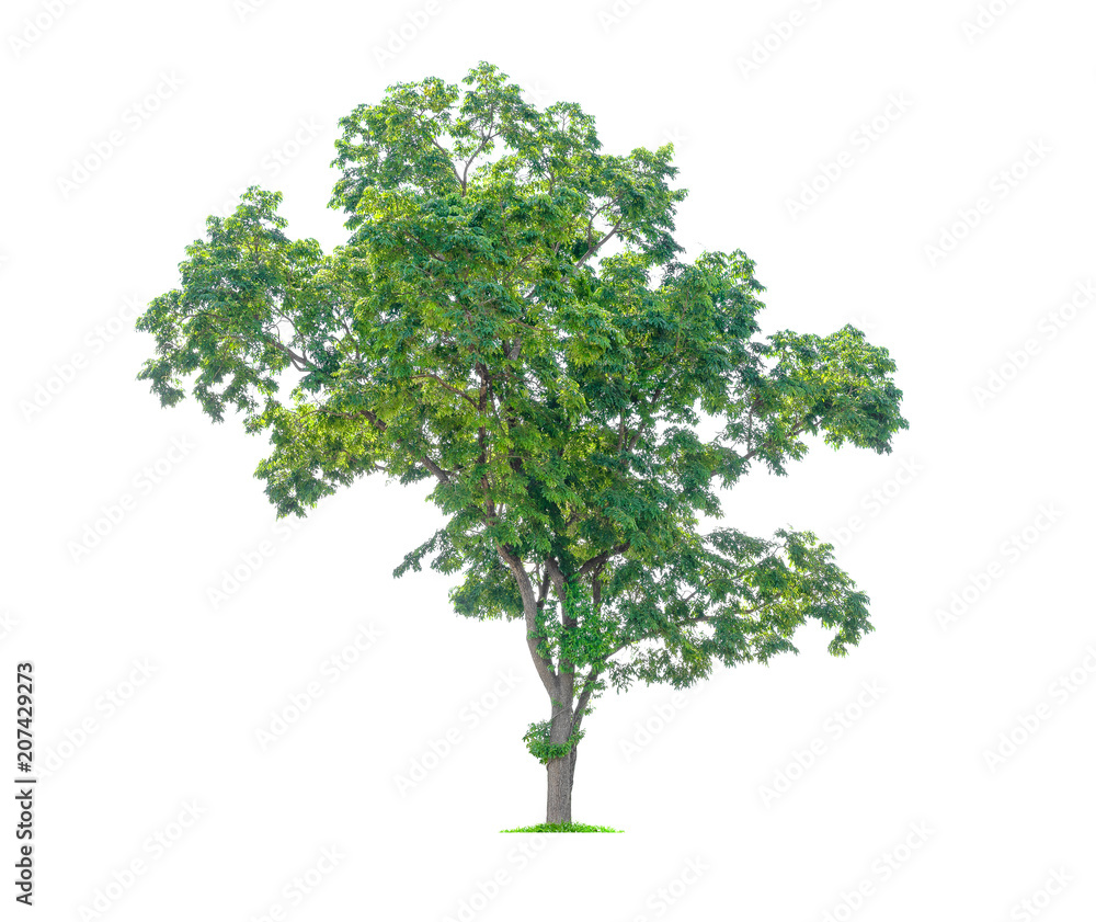 Isolated tree on white background. Beautiful tree, Suitable for graphic decoration work, both print and web.