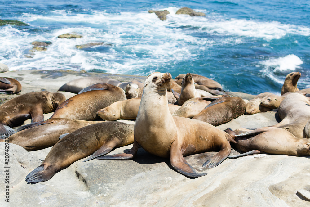 Fototapeta premium Sea lions