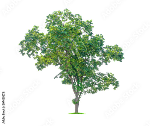 Isolated tree on white background. Beautiful tree, Suitable for graphic decoration work, both print and web.