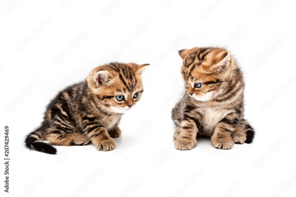 British short hair kittens. British short hair kittens.