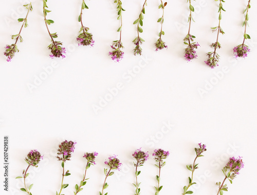 Purple little Thymus pulegioides common names lemon thyme on white background.Thymus pulegioides is a species of flowering plant. Tea is effective during diseases of the upper respiratory tract.