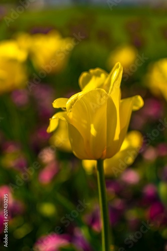 Yellow tulip on soft field background