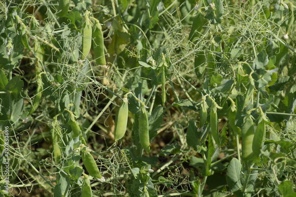 Green peas in the field. Growing peas in the field. Stems and pods of peas Green peas in the field. Growing peas in the field. Stems and pods of peas