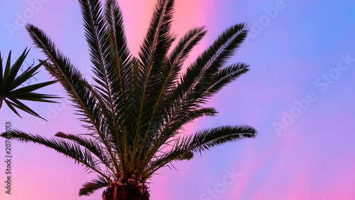 Palm tree with beautiful pi...