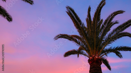 Palm tree with beautiful pi...