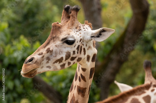 Rothschild's giraffe. © Nauzet Báez