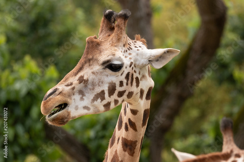 Rothschild's giraffe. © Nauzet Báez