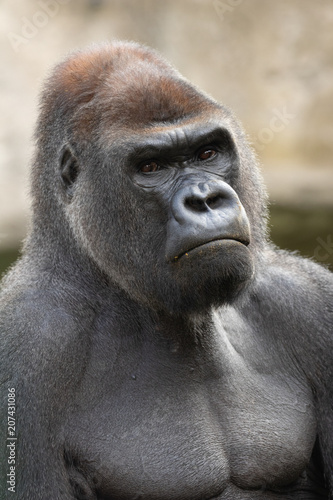 Silverback gorilla portrait