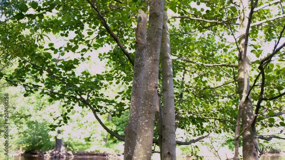 Red cat falls from the tree, ginger home pet climbs on the trunk in the park, slow motion Red cat falls from the tree, ginger home pet climbs on the trunk in the park, slow motion