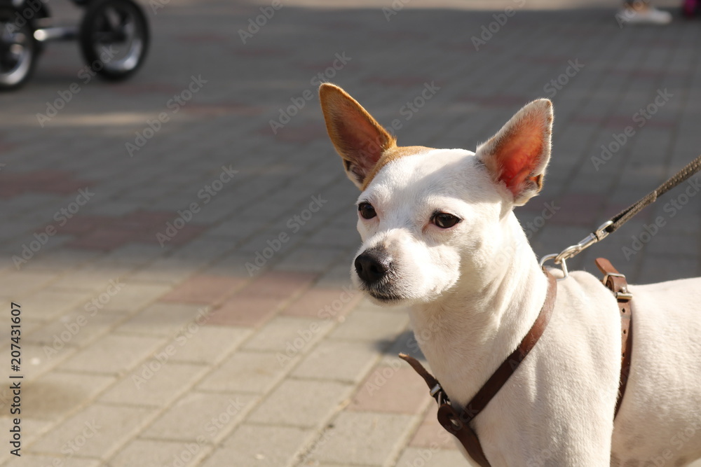 animals, dog, walk, pet, white, ears, paws, white, summer, day, Sunny, pavement, cobblestone, leash