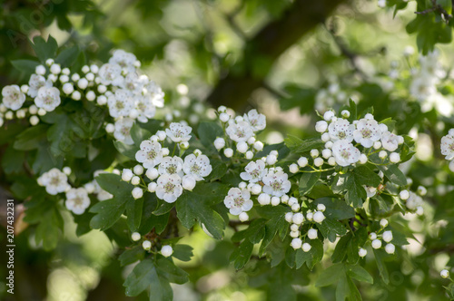 Crataegus laevigata hawthorn tree in bloom during springtime, branches with green leaves and group of flowers and buds petals