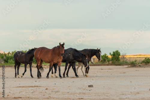Herd of Wild Horses in the Desert © natureguy