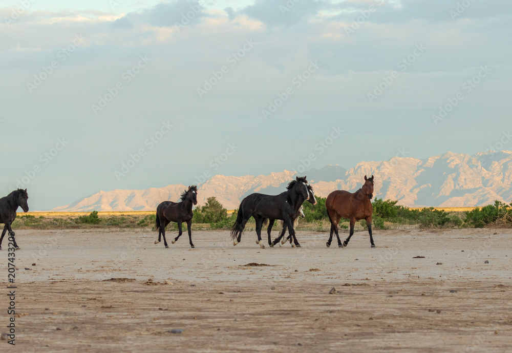 Herd of Wild Horses in the Desert