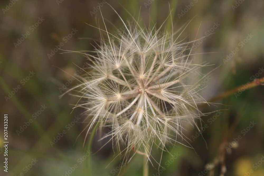 Dandelion seeds