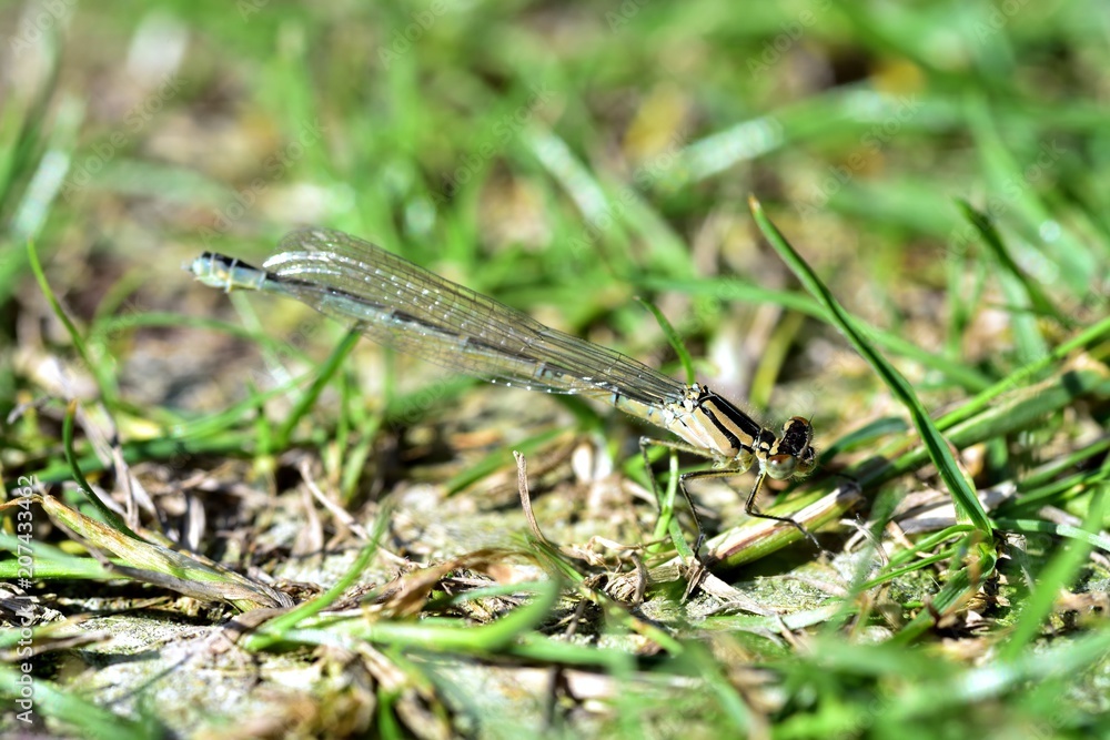 Damselfly in the garden Damselfly in the garden