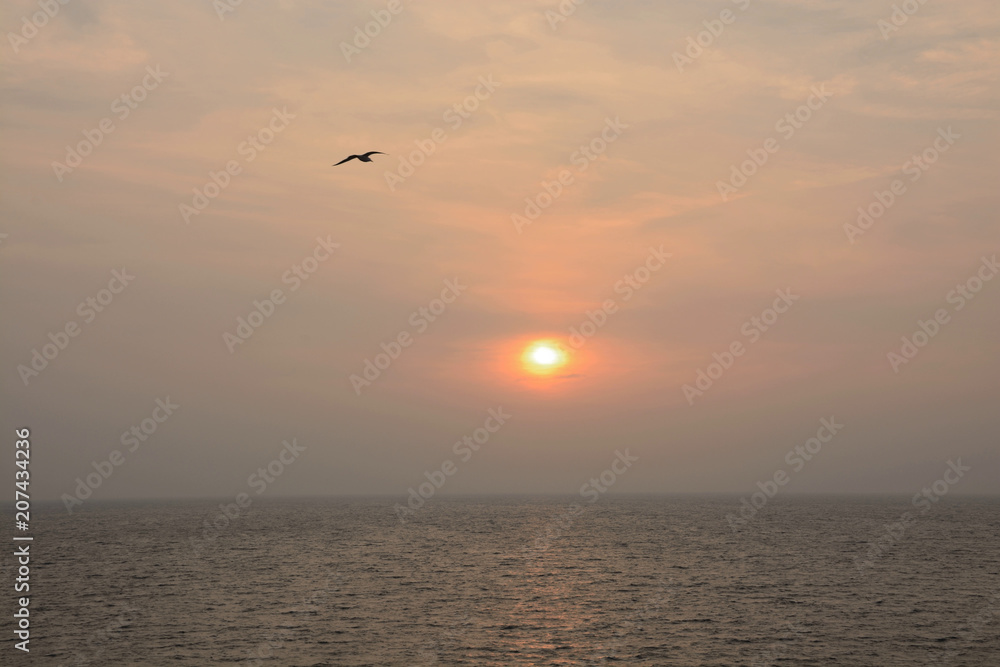 Sunrise and seagul