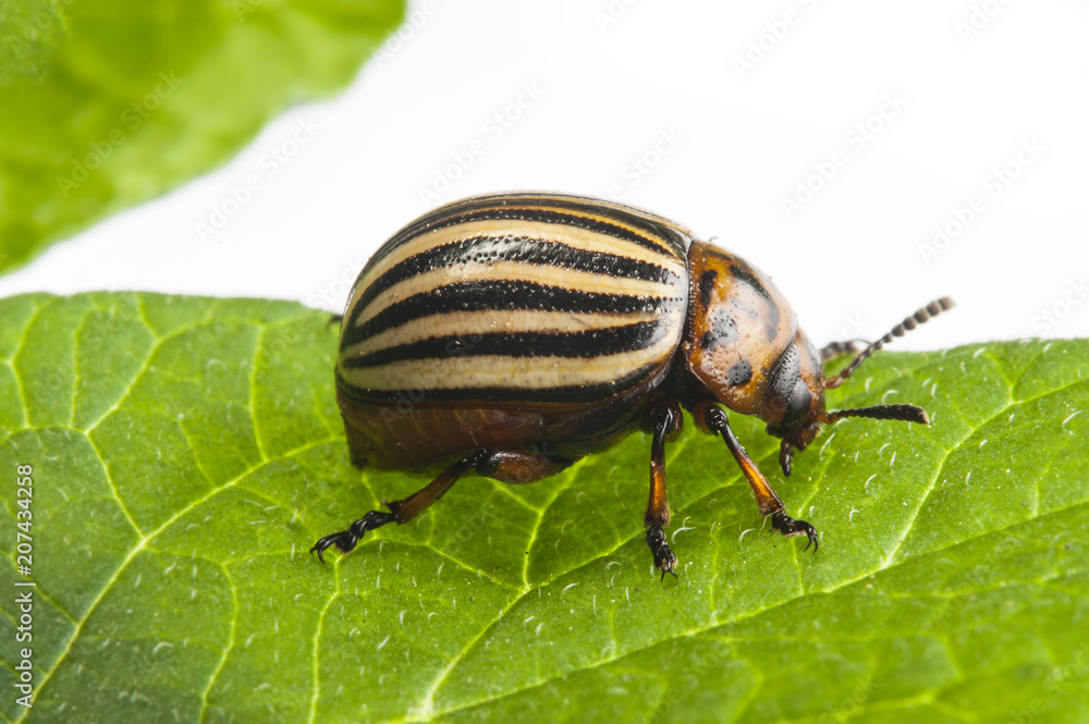 The Colorado potato beetle (Leptinotarsa decemlineata) - pest of potatoes and tomatoes The Colorado potato beetle (Leptinotarsa decemlineata) - pest of potatoes and tomatoes