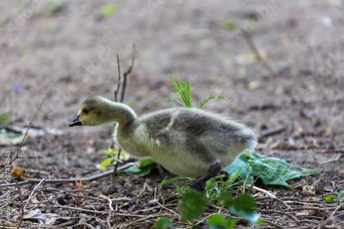 Young goose