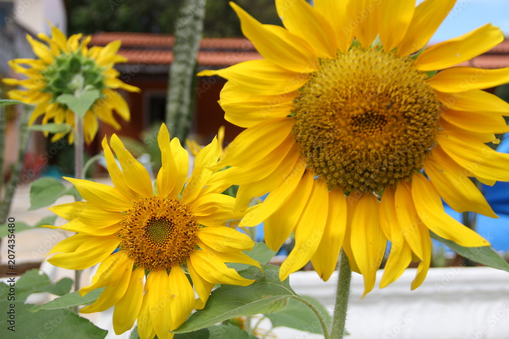 Naklejka premium girassol