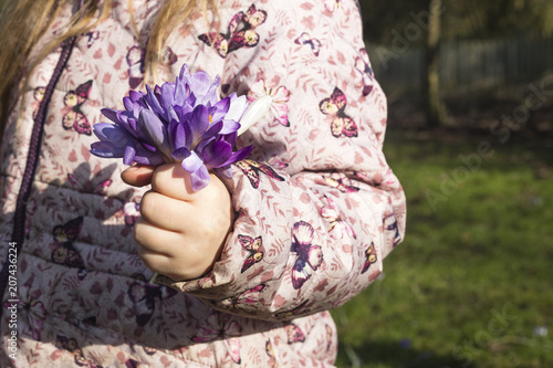 Fototapeta Naklejka Na Ścianę i Meble -  Girl holding a bunch of crocus flowers in garden
