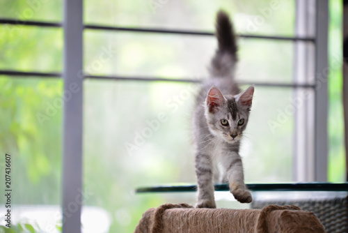 A silver cat walking in a house blurry background by green garden