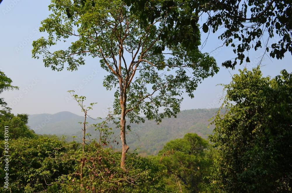 Fototapeta premium forest