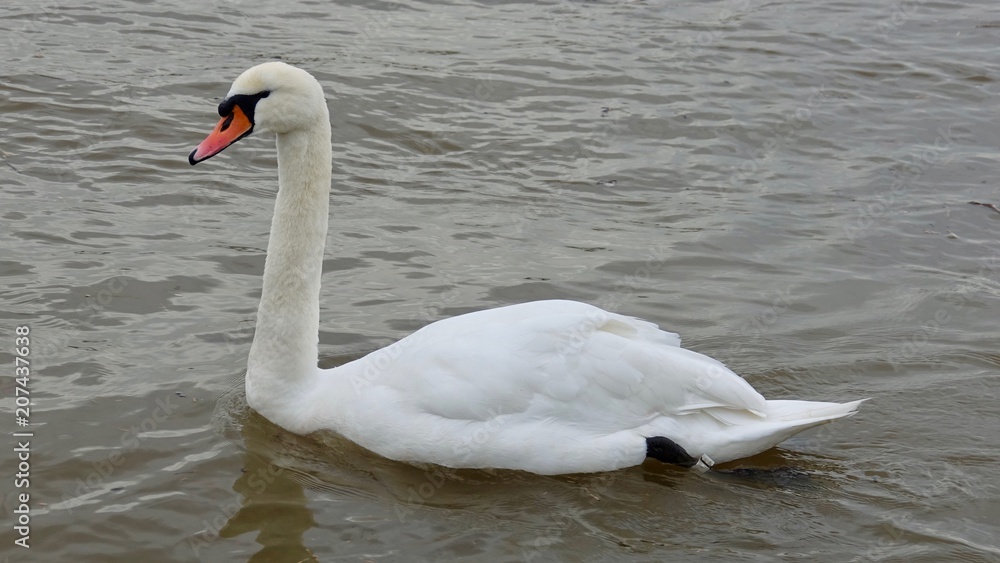 Fototapeta premium Weißer Schwan, Schwanfamilie mit Jungen