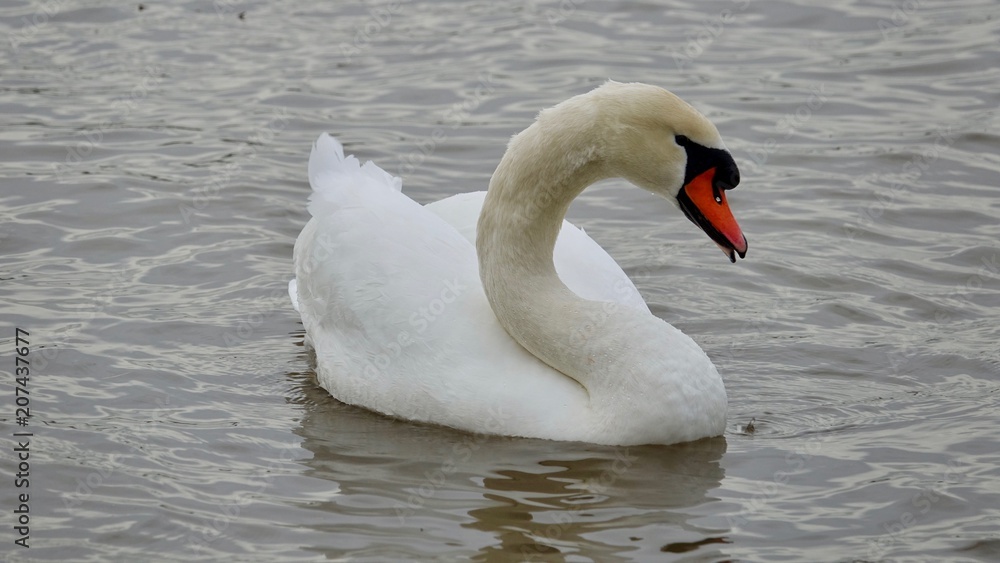 Weißer Schwan, Schwanfamilie mit Jungen Weißer Schwan, Schwanfamilie mit Jungen