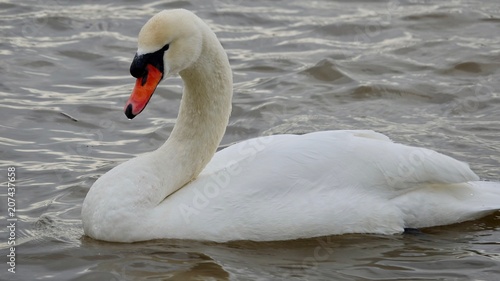 Wei  er Schwan  Schwanfamilie mit Jungen