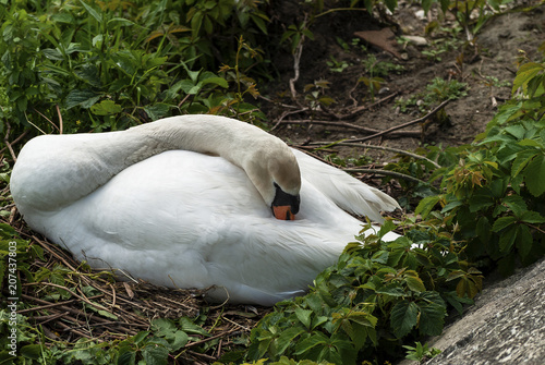 Cygne Assoupi.