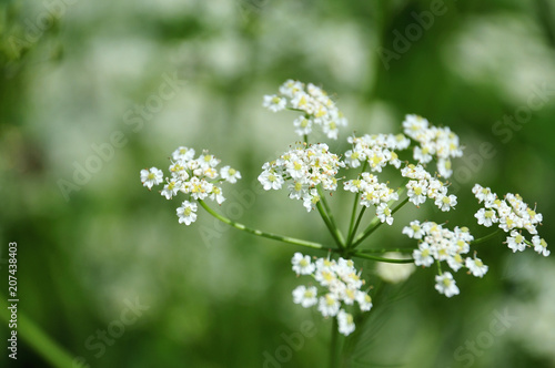 compound umbel of a caraway photo