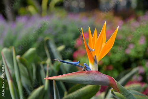 Obraz na plátně Paradise Flower (Strelitzia), one of the most representive in Madeira Island