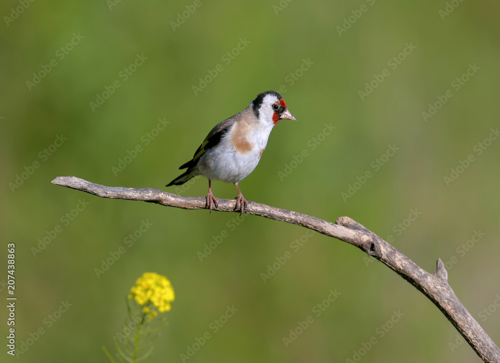 Close-up photo of european goldfinch sits on a branch isolated on green background Close-up photo of european goldfinch sits on a branch isolated on green background