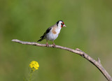 Close-up photo of european goldfinch sits on a branch isolated on green background