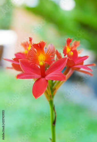 Red ground orchid flower